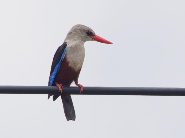<h3><a href="/trips/tanzania/biota/animalia/chordata/aves/037 coraciiformes/003 alcedinidae/halcyon leucocephala/halcyon leucocephala-nl.html">Halcyon&nbsp;leucocephala</a> / Grey‑headed&nbsp;kingfisher / Grijskopijsvogel</h3>OM-1 Mark II met OLYMPUS M.150-400mm F4.5 TC, 1/2000 sec  bij F11.0, ISO 2000, afstand 33.0&nbsp;m